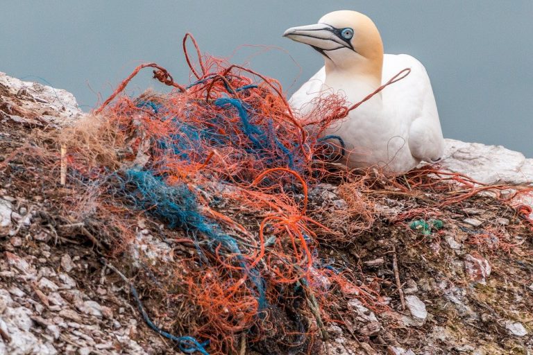 Tackling Ocean Plastic | Part 2